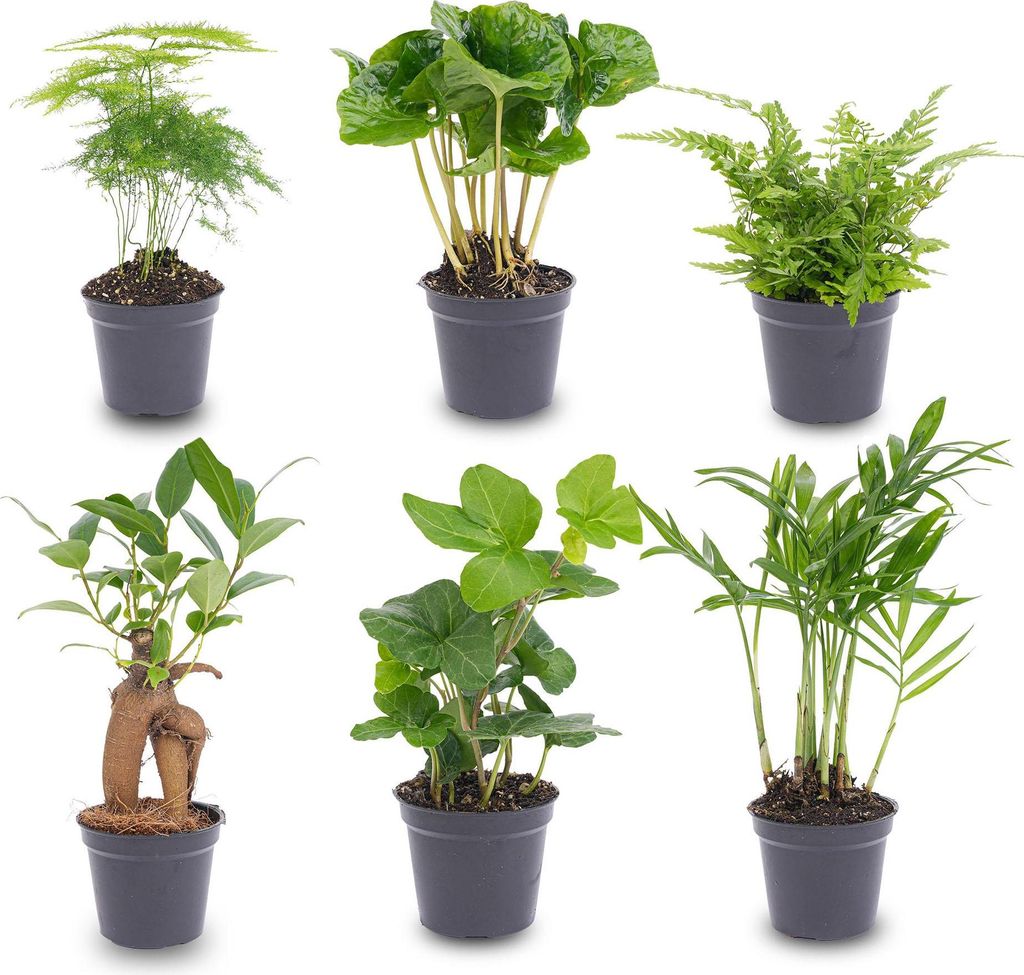 Pflanzenset Grün – 6 Zimmerpflanzen Ø6cm – Mix aus Asparagus, Coffea Arabica, Farn, Ficus Ginseng, Efeu & Bergpalme – Pflegeleicht & dekora...