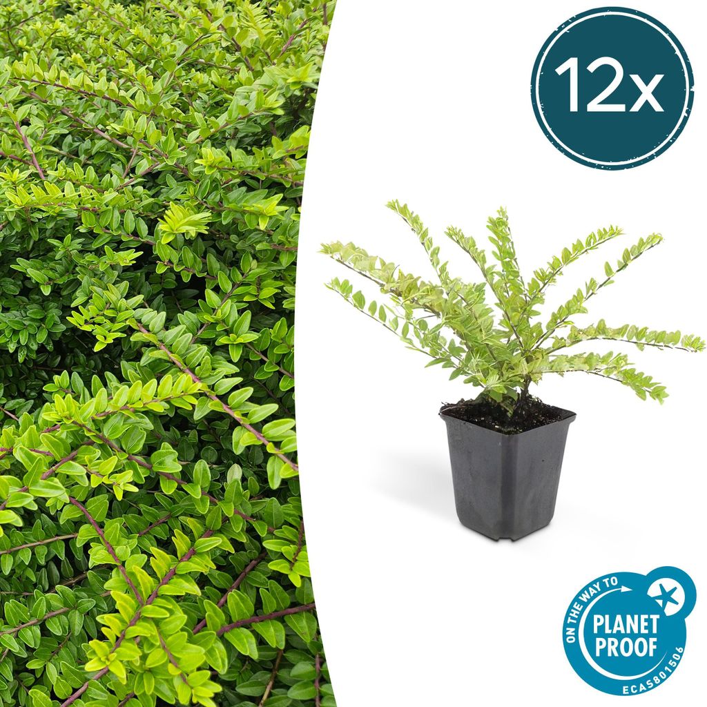 Bodendecker - Heckenmyrthe - Lonicera nitida 'Maigrün' - 9cm Topf - Set mit 12 Pflanzen