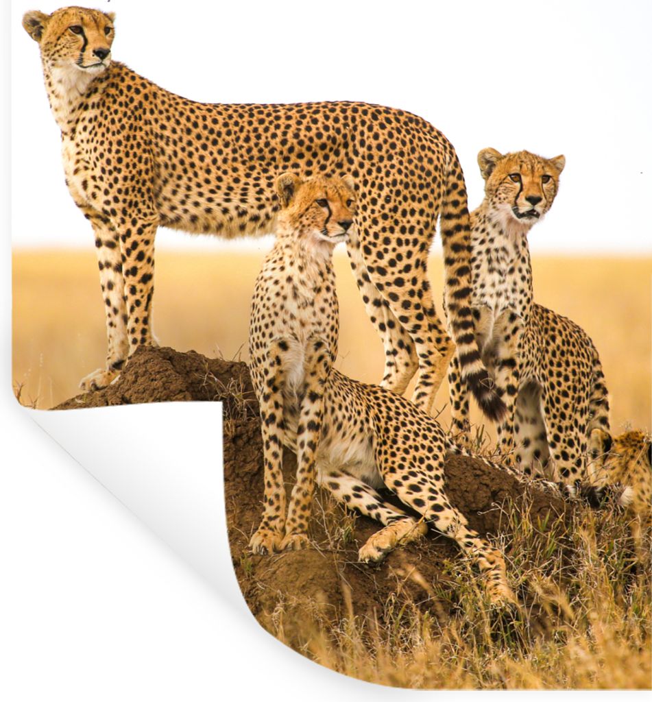 MuchoWow Wandtattoo Wandsticker Wandaufkleber Gepard - Gras - Natur - Savanne 90x120 cm Selbstklebend und Repositionierbar - Faltenfrei