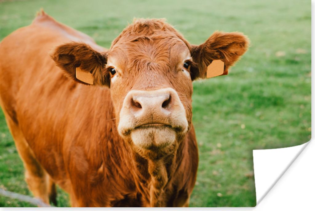 MuchoWow Poster Kuh - Braun - Gras 120x80 cm - Bilder