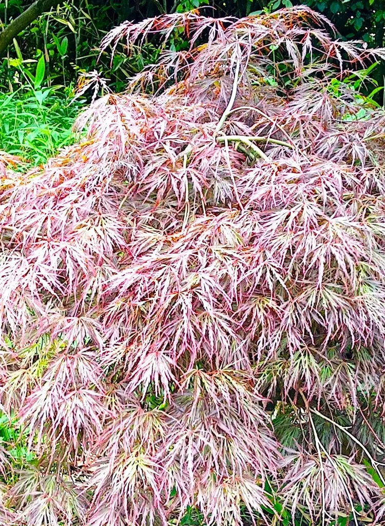 Arbre d'ornement : Érable du Japon rouge Garnet 100/110 cm de haut