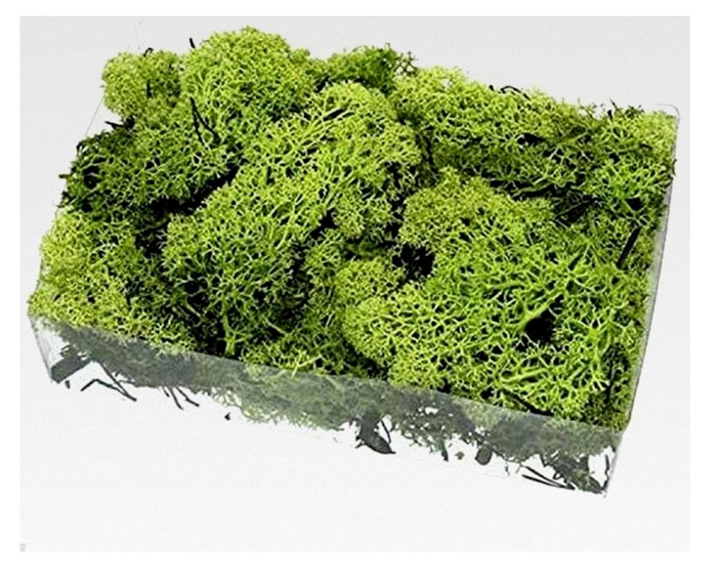 Islandmoos apfelgrün 100g präpariert Deko Moos Naturdeko grün Hochzeitsdeko Basteln Gestecke Floristik