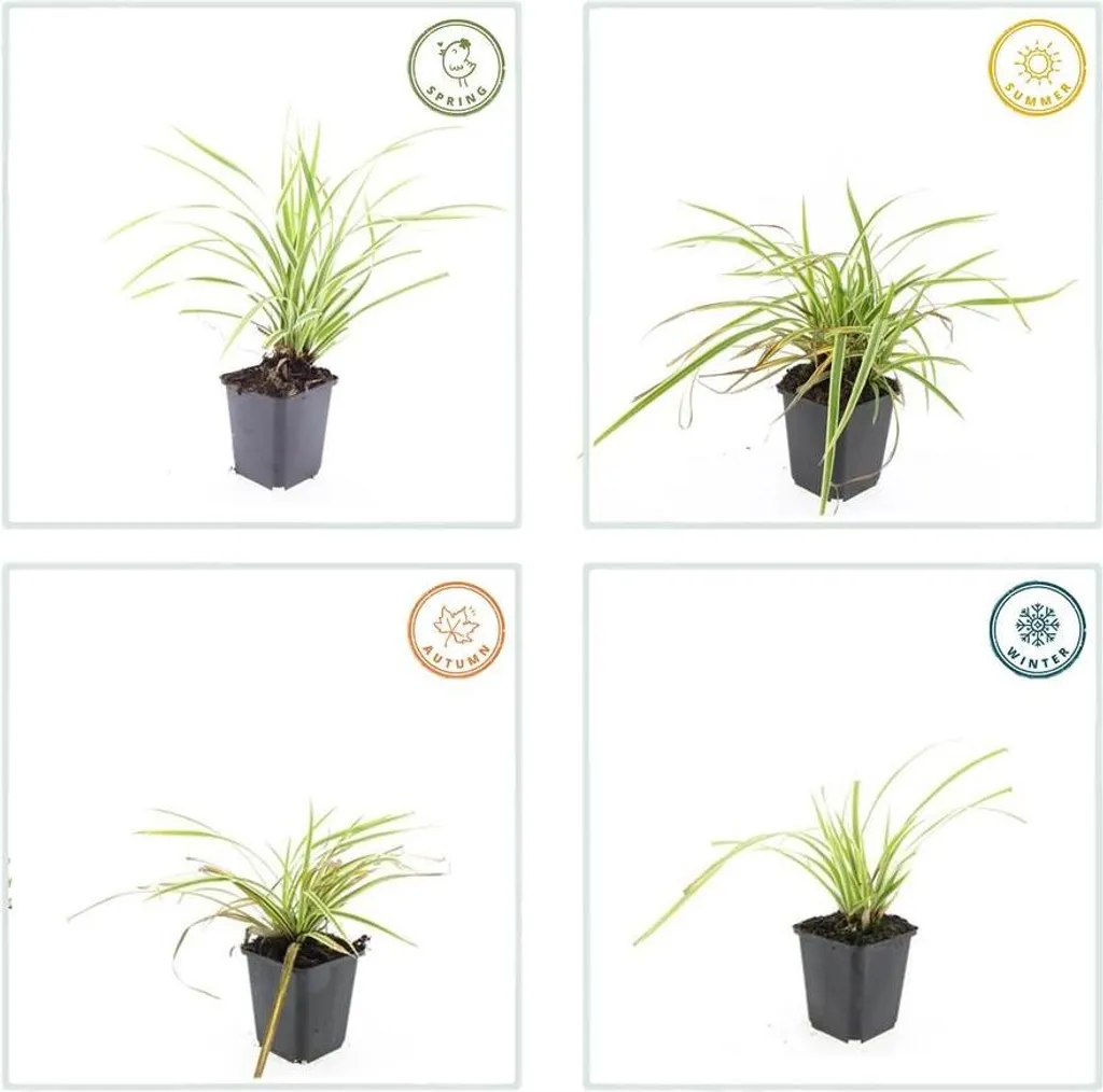 Herbe Ornementale Persistante Carex Aureovariegata - Couvre-sol 6 pcs - 3