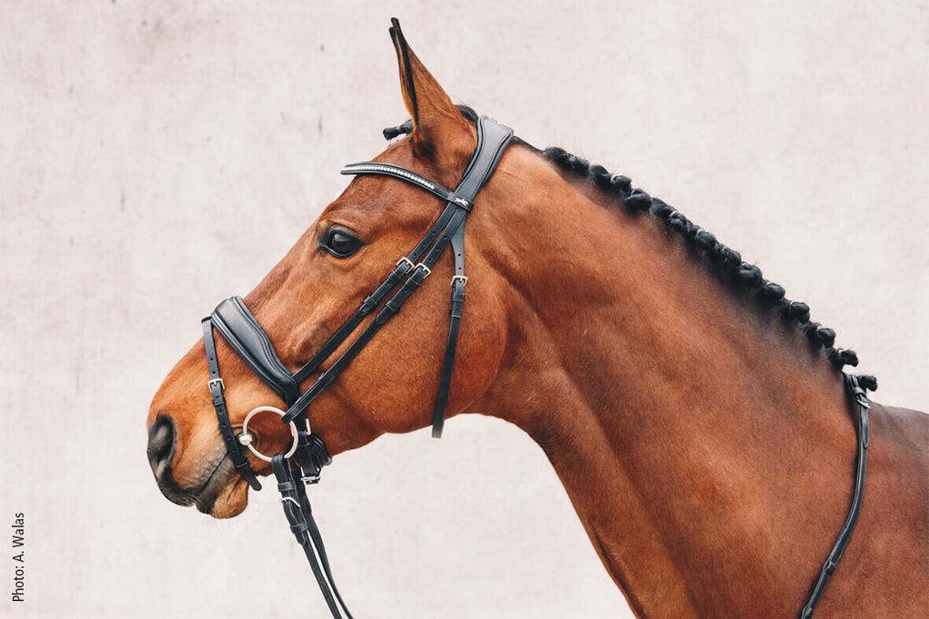 Schockemöhle Sport Anatomical Snaffle Stanford Snaffle Obrázek produktu 3