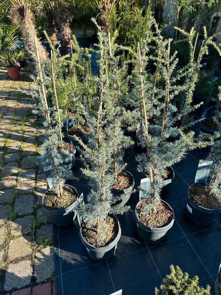 Cedrus libani Glauca Blaue Libanon-Zeder 100–120 cm Produktbild 