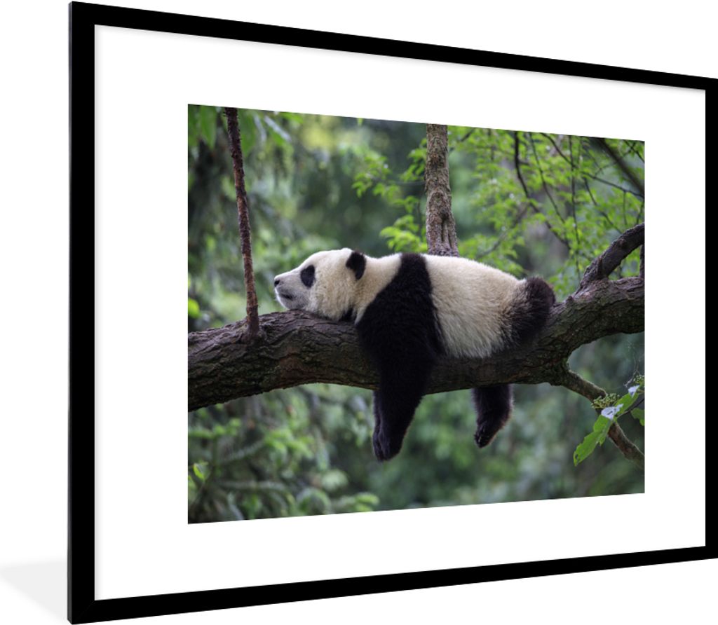 MuchoWow Gerahmtes Poster Panda - Baum - Tiere - Natur 80x60 cm - Poster mit Schwarzem Bilderrahmen Wandposter Rahmen Foto Bilder - Schlafzimmer-...