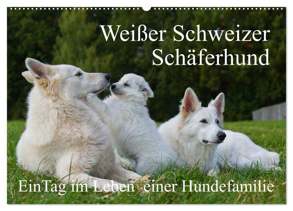 Weißer Schweizer Schäferhund - Ein Tag im Leben einer Hundefamilie (Wandkalender 2027 DIN A2 quer), CALVENDO Monatskalender