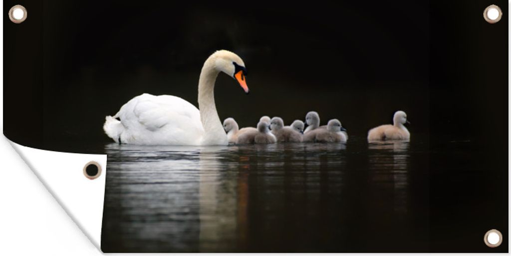 MuchoWow 160x80 cm Outdoor-Poster Gartendeko Sichtschutz Garten Poster für den Garten Vögel - Schwan - Küken