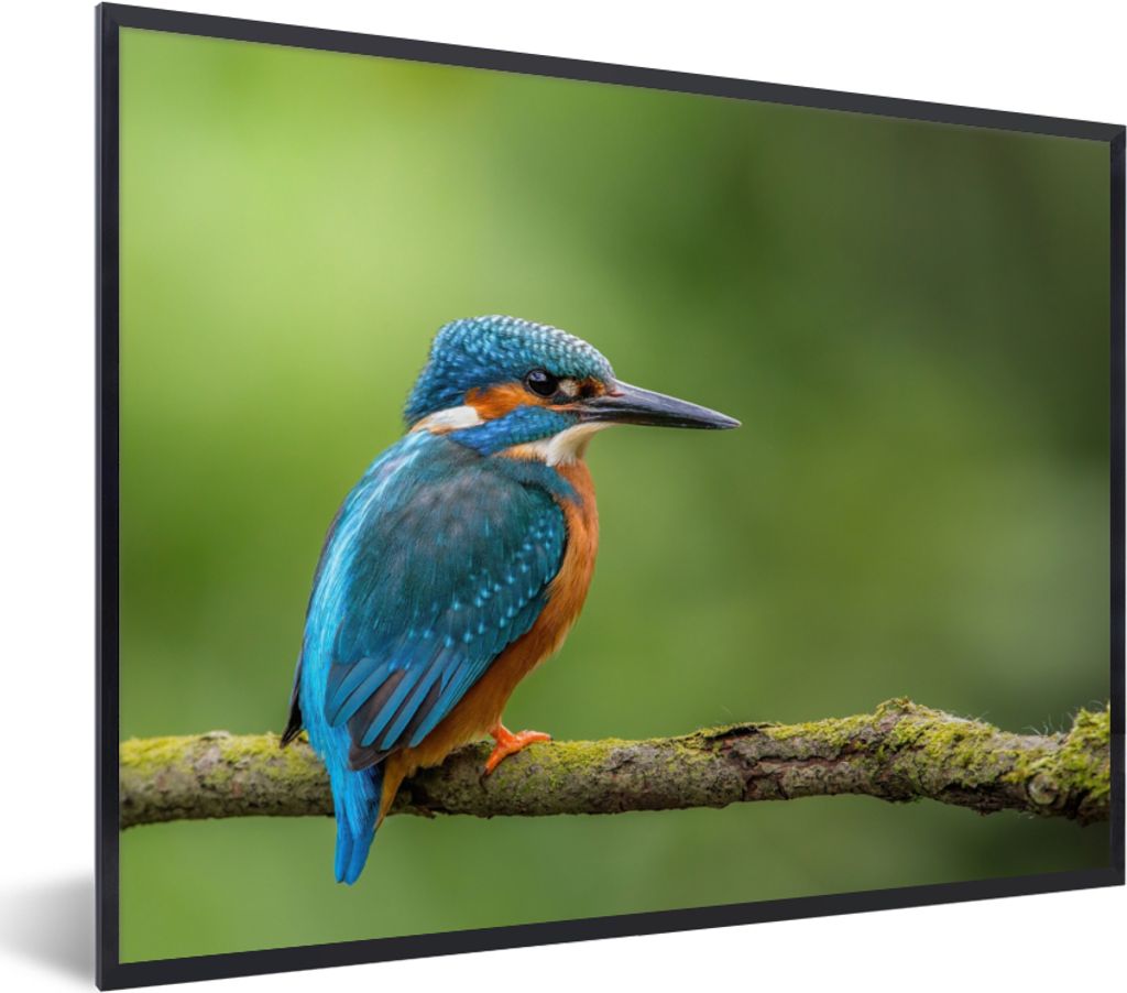 MuchoWow Gerahmtes Poster Eisvogel - Zweig - Moos - Vogel - Grün 40x30 cm - Poster mit Schwarzem Bilderrahmen Wandposter Rahmen Foto Bilder - Ku...