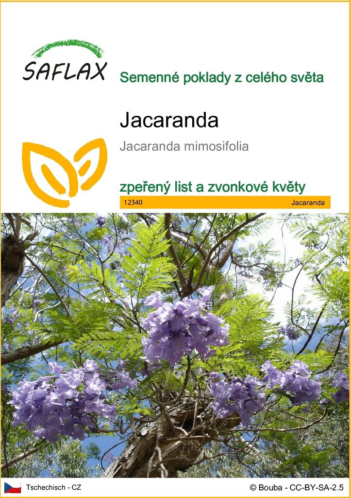 SAFLAX - jacaranda - Jacaranda mimosifolia - 50 Semena Obrázek produktu 