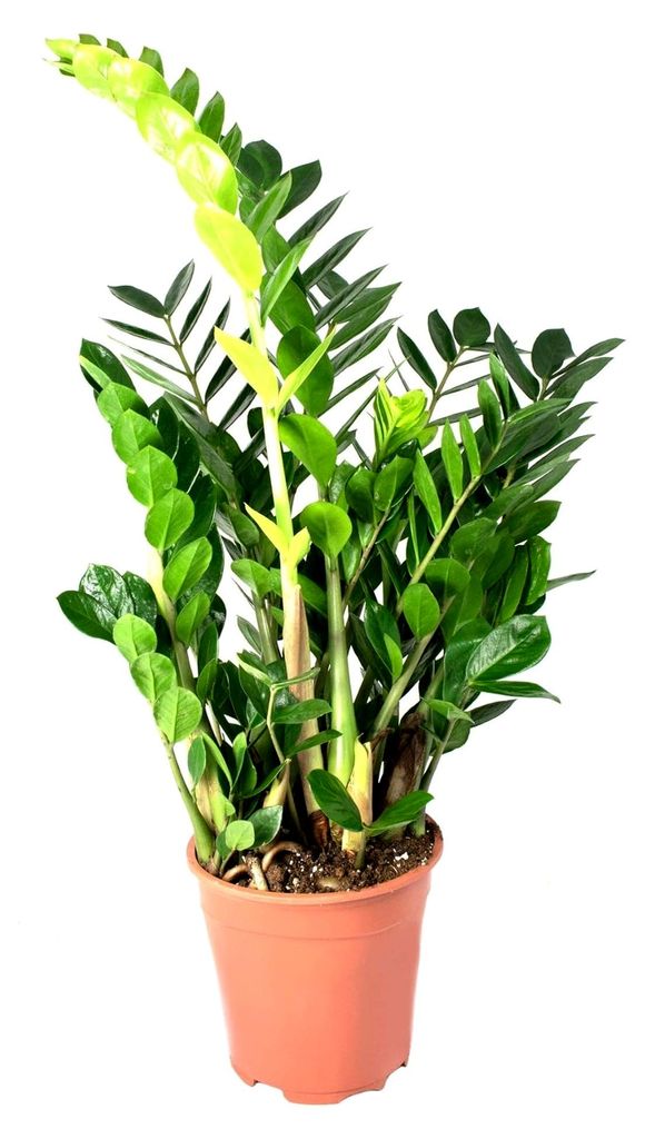Zamioculcas zamiifolia, im 17er Topf, Glücksfeder, ca. 50 cm hoch