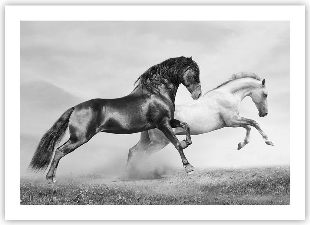 Poster - Poster ohne Rahmen - Pferde Tiere Galopp Wiese - 70x50 cm - Wand Bild - Wanddeko - Wandbilder - Kunstposter - Wandposter - Bilder - Kunstd...