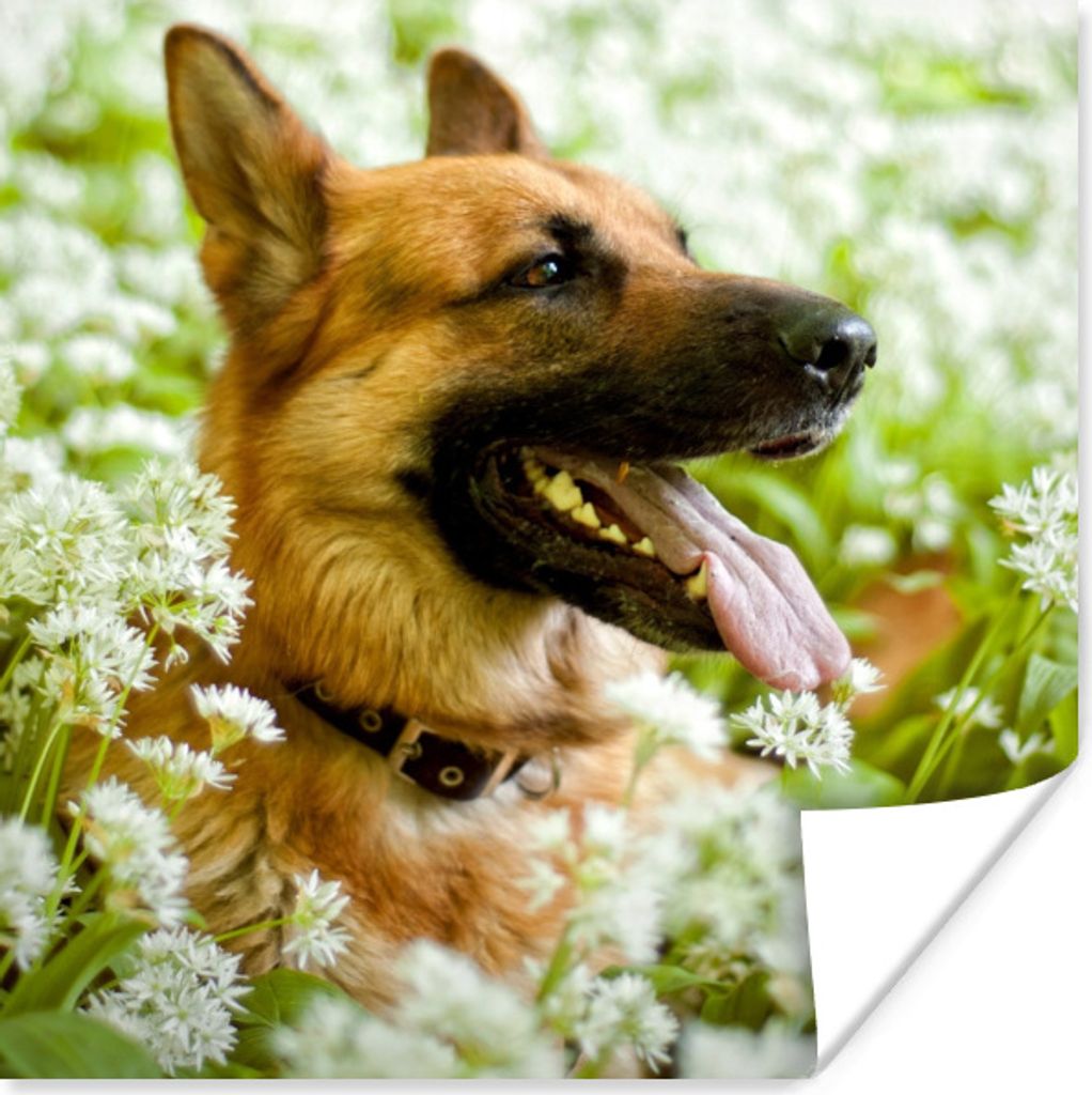 MuchoWow Poster Deutscher Schäferhund sitzt inmitten der weißen Blumen 100x100 cm - Babyzimmer