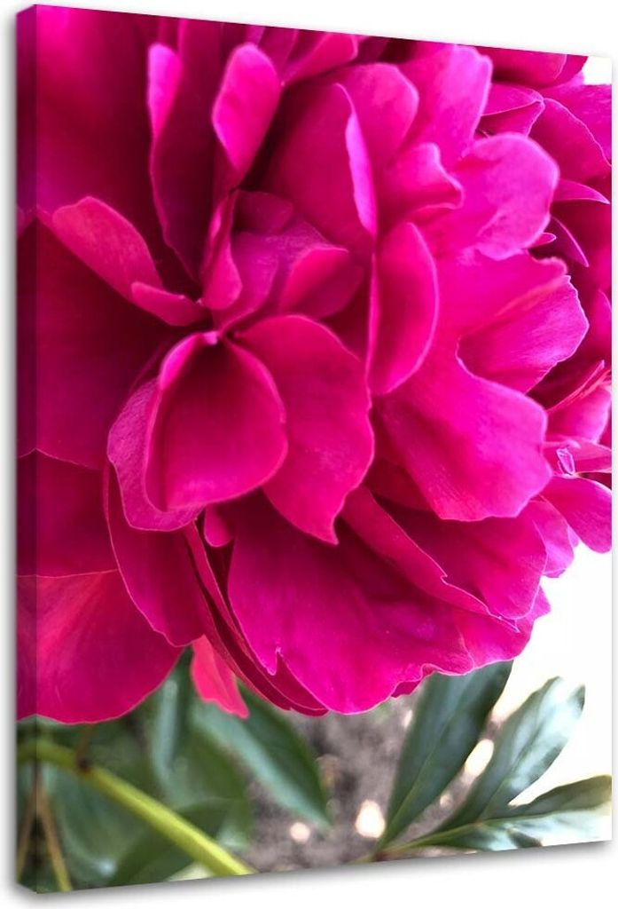 Leinwandbild rosa pfingstrose blume natur 40x60 cm Feeby rosa wandbild bereit zum aufhängen