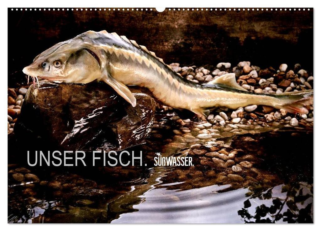 UNSER FISCH. SÜßWASSER. (Wandkalender 2027 DIN A2 quer), CALVENDO Monatskalender