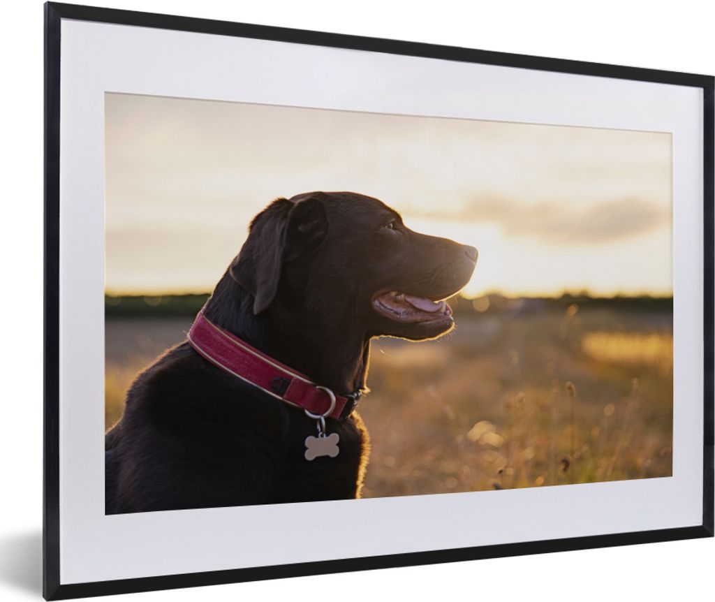 MuchoWow MuchoWow Gerahmtes Poster Ein Labrador Retriever bei Sonnenuntergang 60x40 cm - Poster mit zchwarzem Bilderrahmen - Schlafzimmer - Pla...
