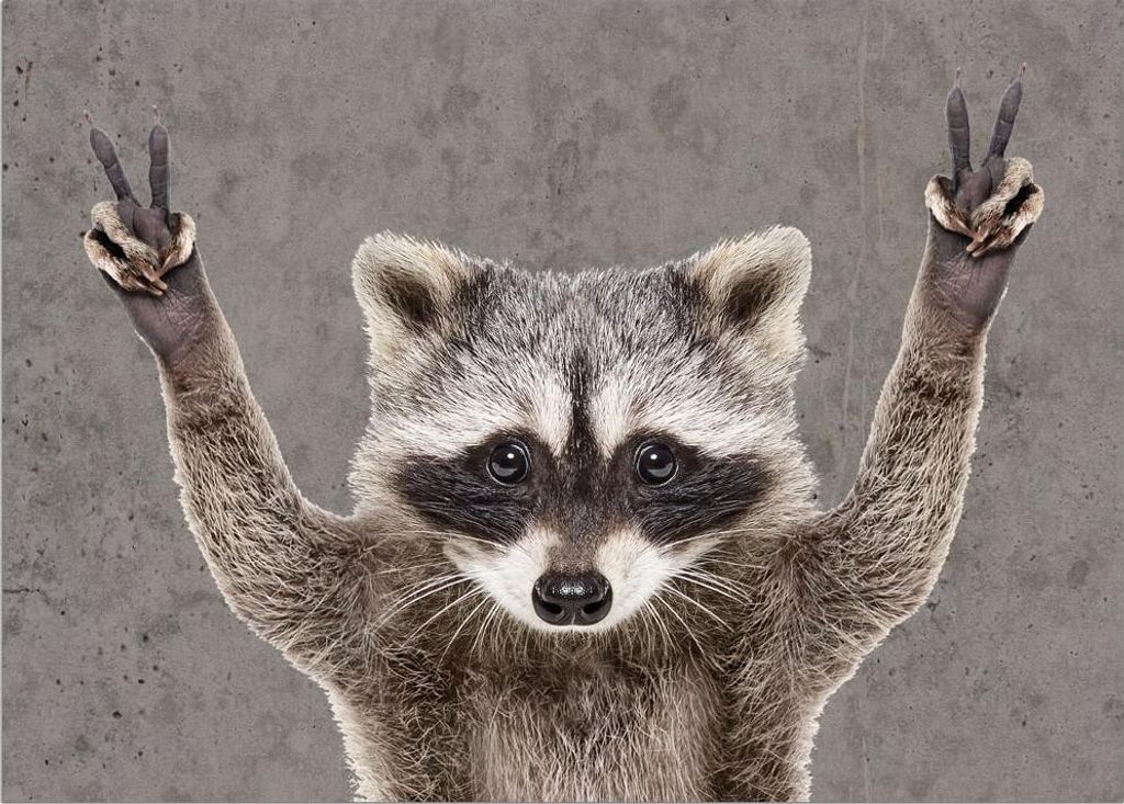 Türmatte Waschbär lustig in 50x70 cm als Fussabtreter