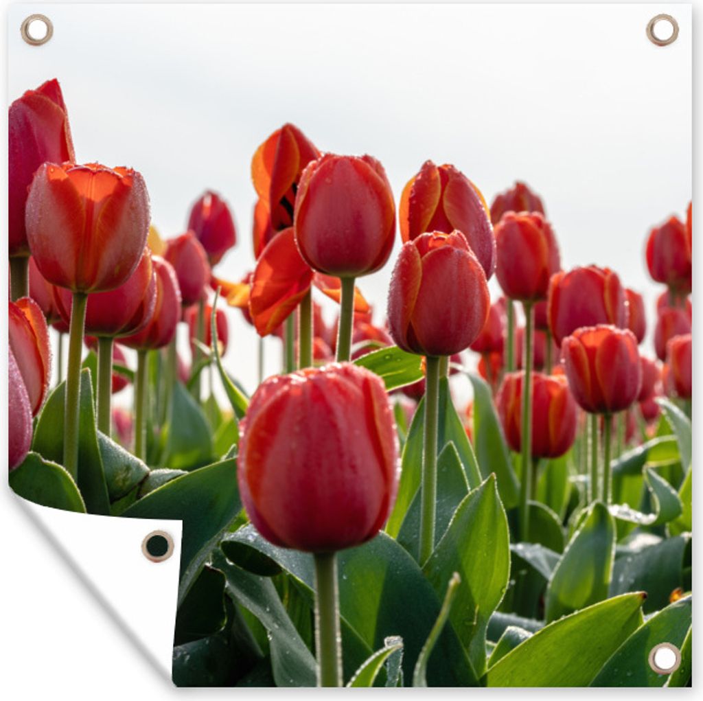 MuchoWow 50x50 cm Outdoor-Poster Gartendeko Sichtschutz Garten Poster für den Garten Ein Gebiet mit roten Tulpen in den Niederlanden