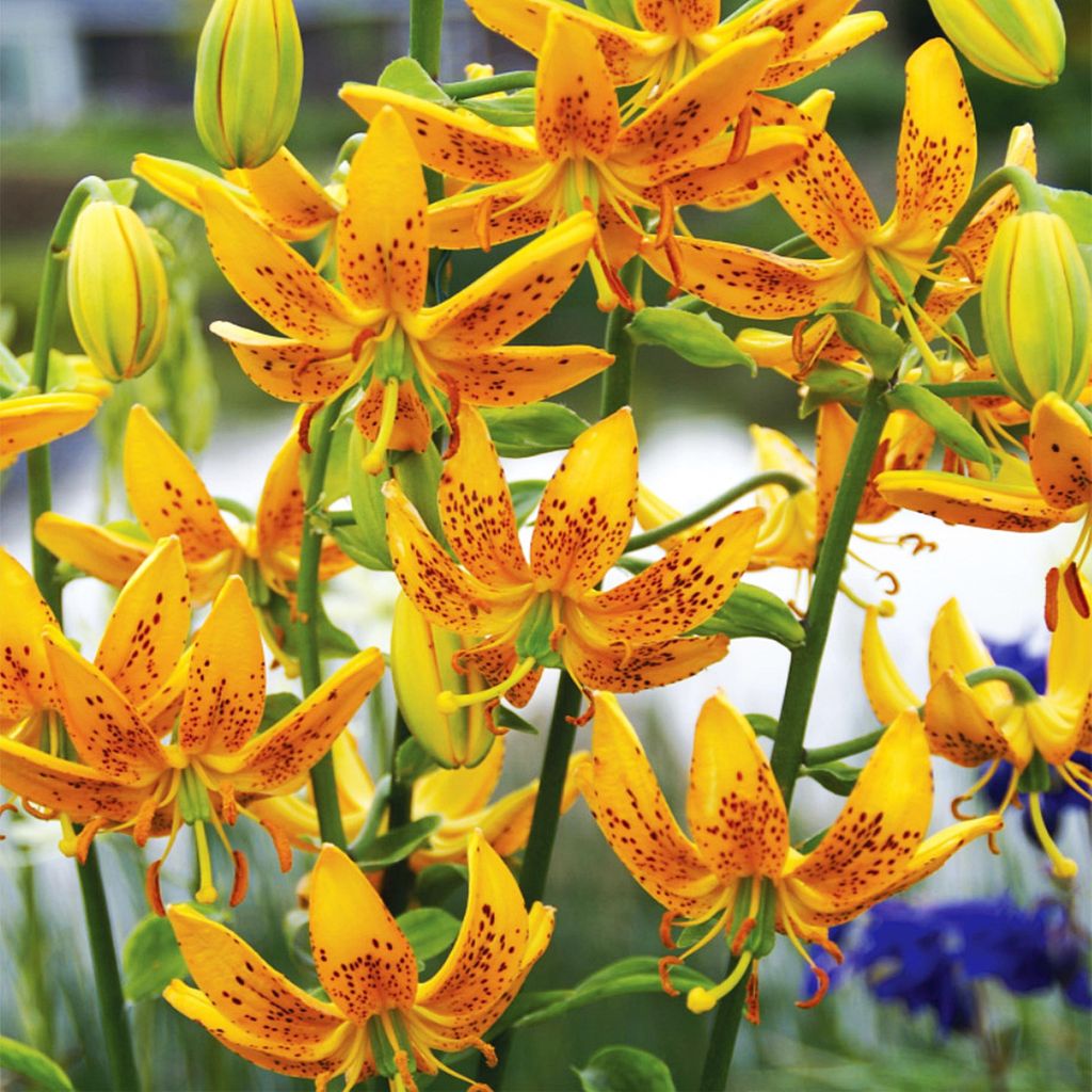 Gigli Bulbi Bulbi Fiori Giglio a cappuccio Guinea Oro 1 pz. Immagine del prodotto 
