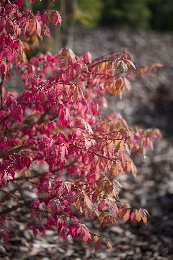 Euonymus alatus 'Unforgettable Fire', Flügel-Spindelstrauch, 40–50 cm