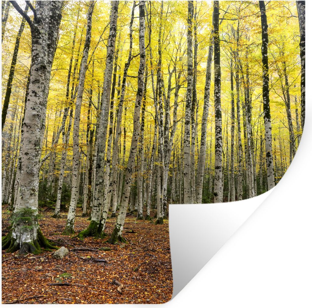 MuchoWow Wandtattoo Wandsticker Wandaufkleber Wald - Bäume - Gelb 100x100 cm Selbstklebend und Repositionierbar - Wierderverwendbar - Selbstklebend