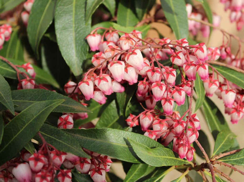 Lavendelheide Schattenglöckchen 'Pieris japonica Valley Rose' 30 - 40 cm