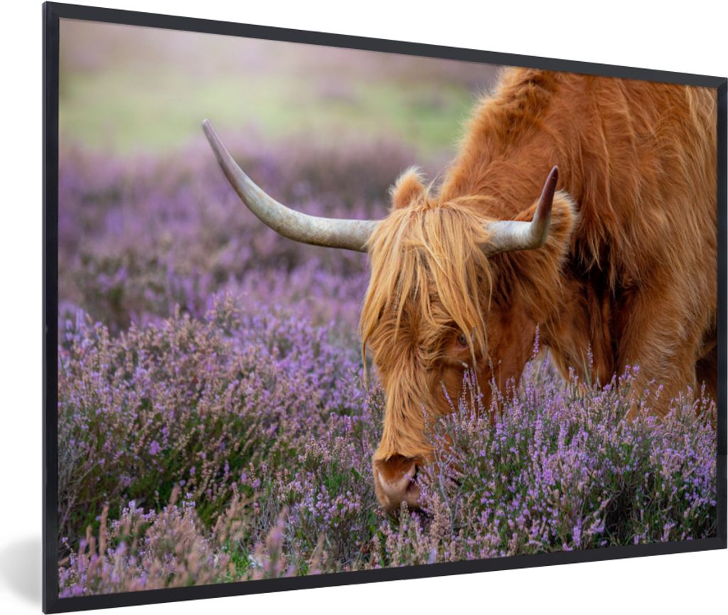 MuchoWow Gerahmtes Poster Schottische Highlander - Tiere - Heide 60x40 cm - Poster mit Schwarzem Bilderrahmen Wandposter Rahmen Foto Bilder - Pri...