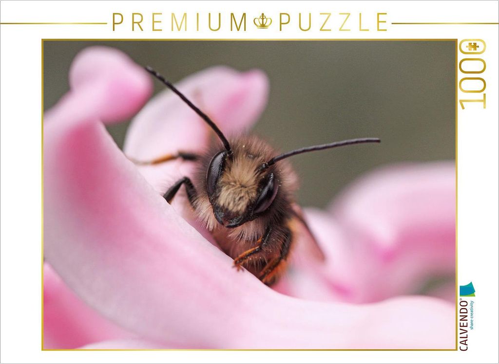 CALVENDO Puzzle Ein Motiv aus dem Kalender Insekten Kleine Wunder | 1000 Teile Lege-Größe 64x48cm Foto-Puzzle für glückliche Stunden