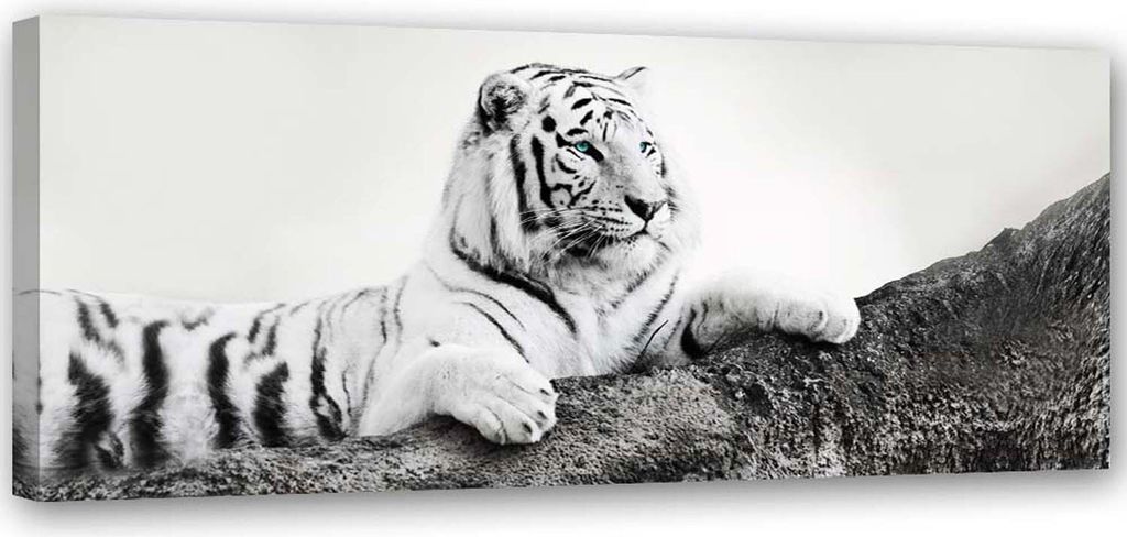 Leinwandbild tiger natur tiere 150x50 cm Feeby grau wandbild bereit zum aufhängen