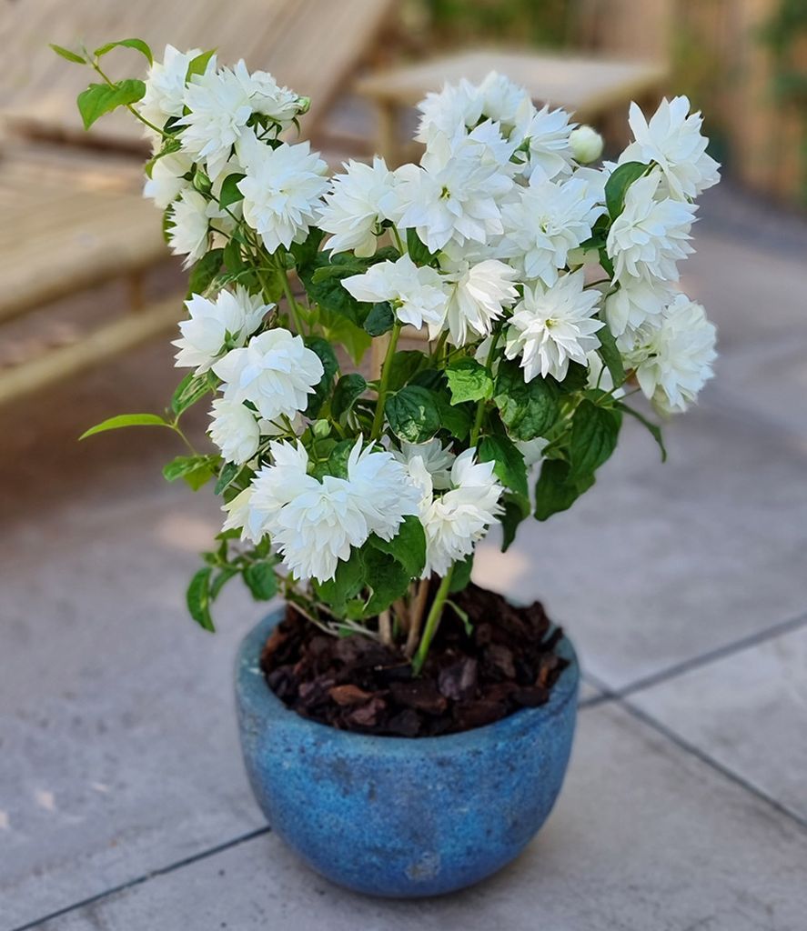BALDUR Garten 1x Duftender Gartenjasmin 'Pearls of Perfume ', Pflanze im 9x9 cm-Topf, dekorative, gefüllte Blüten, betörender süßer Duft, win...