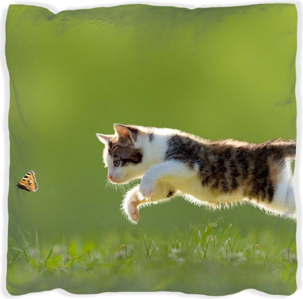 Wallario Premium Kissen, weiche Oberfläche, mit Motiv Süße Katze fängt Schmetterling im Grünen, Größe: 60 x 60 cm, mit weißer Rückseite
