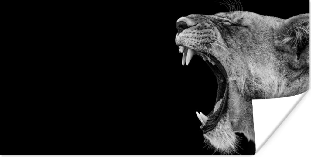 MuchoWow Poster Tiere - Löwe - Schwarz - Weiß - Porträt 150x75 cm - ohne Rahmen
