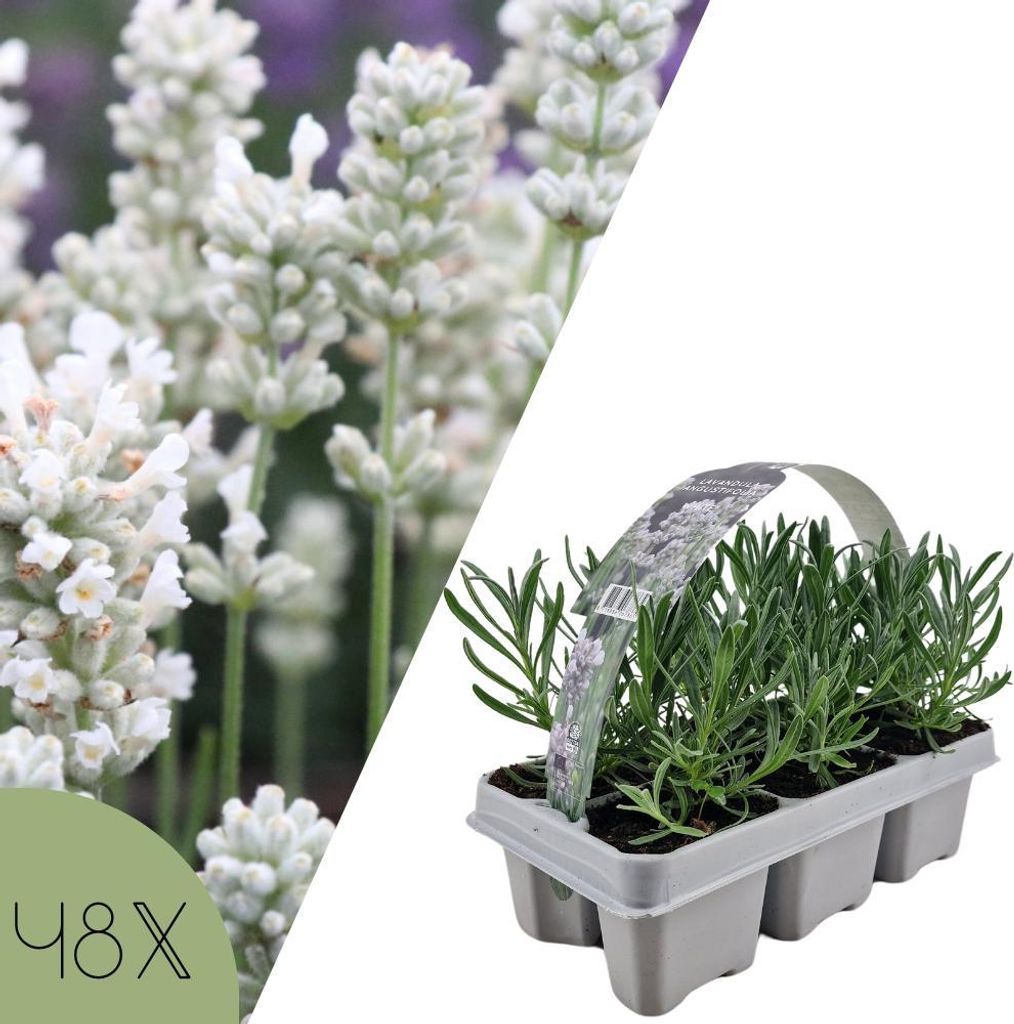 Weißer Lavendel – Pflanzen-Set aus 48 | Lavandula angustifolia Edelweiss | Winterharte, mehrjährige Gartenpflanze