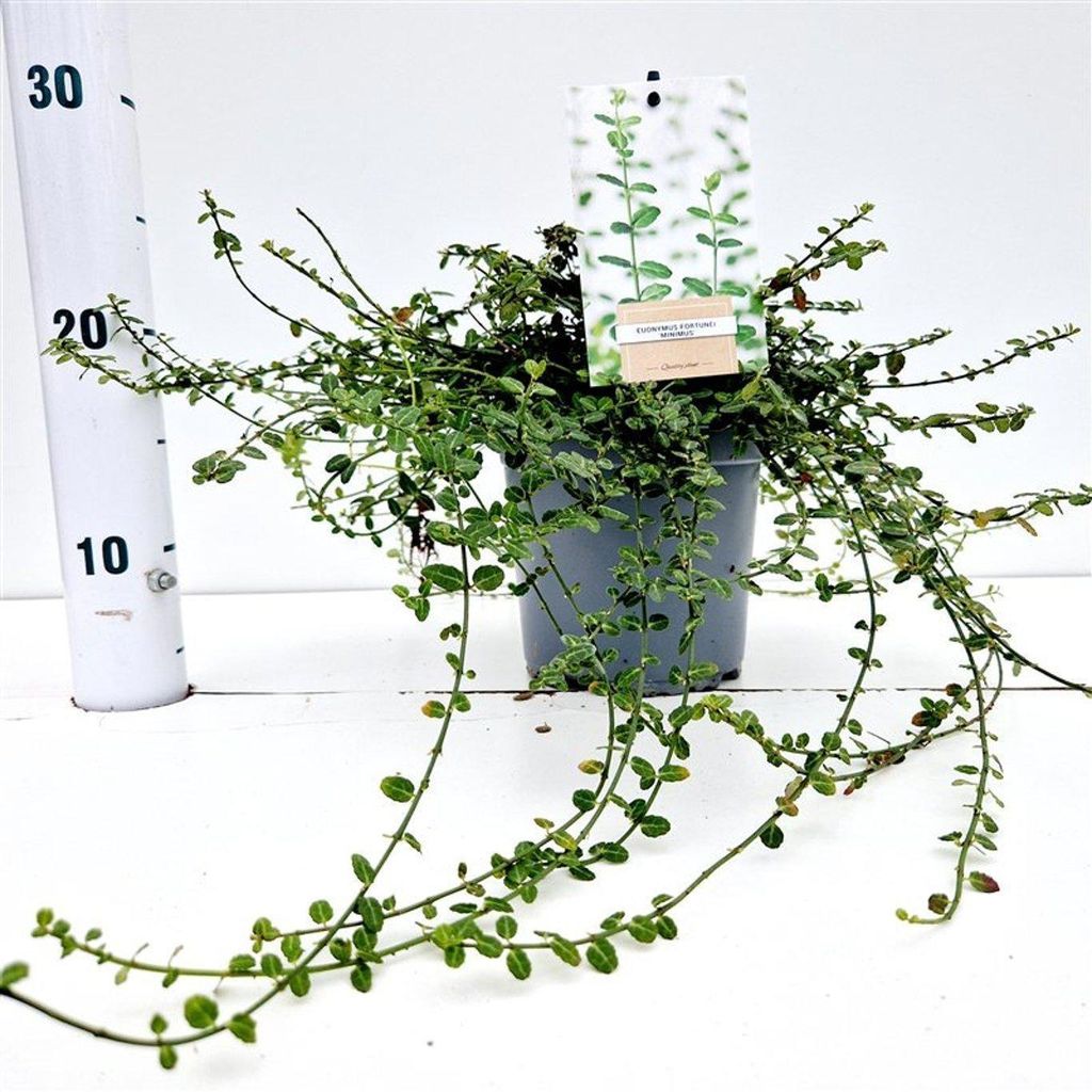 Euonymus fort. 'Minimus' - Spindelstrauch | 15-20 cm im Topf