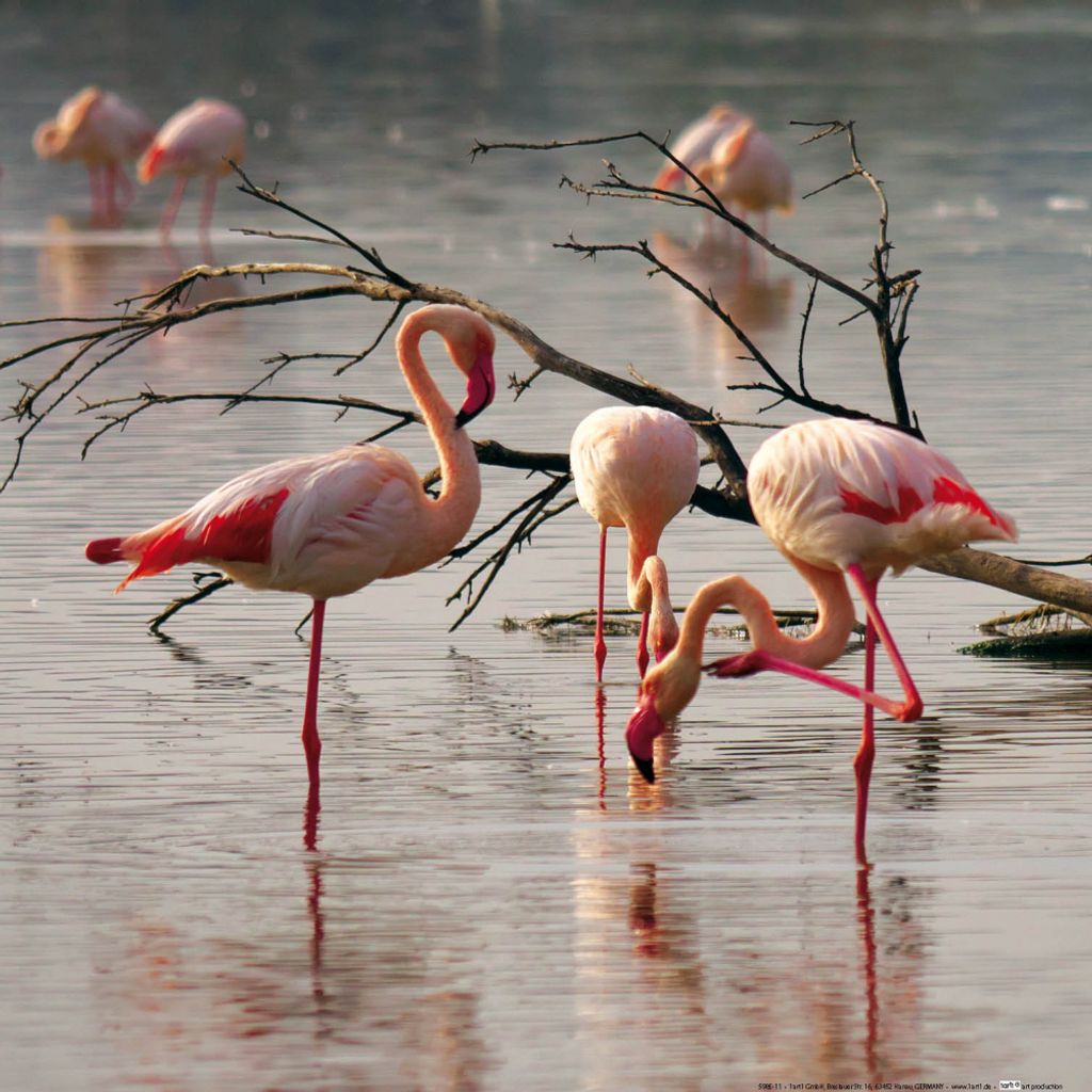 Flamingos Kunstdruck Bild - Rosa Flamingos In Einem Teich In Der Camargue (40 x 40 cm)