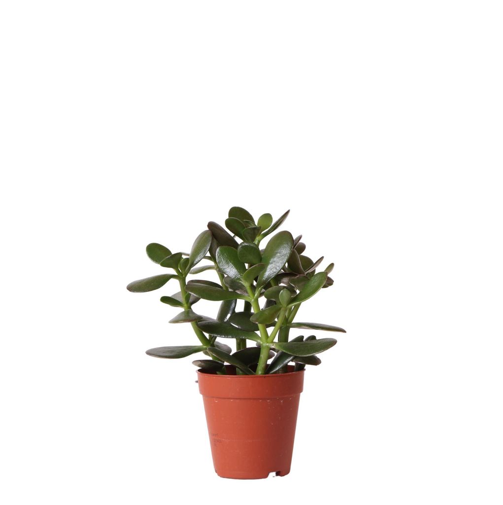 Kolibri Greens | Grünpflanze - Sukkulente Crassula Ovata - Grüne Zimmerpflanze - Frisch vom Züchter