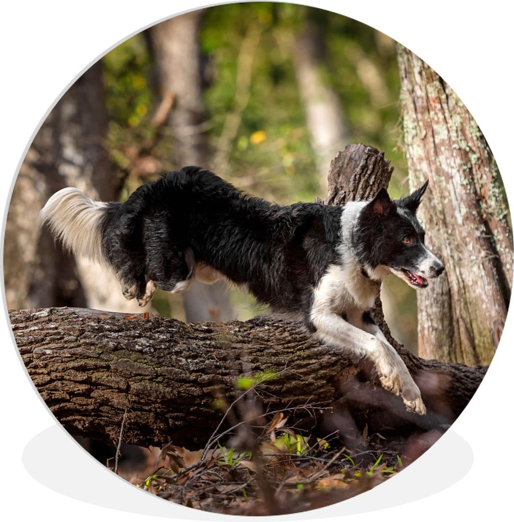 MuchoWow Rundes Wandbild - Runde Bilder Ein schwarz-weißer Border Collie springt über einen Baumstamm Ø 90 cm Kreis Wanddekoration Kunststoff ...