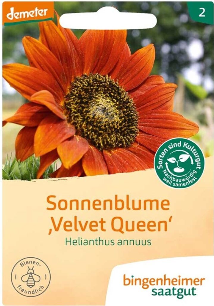 Sonnenblume "Velvet Queen" - Helianthus annuus Produktbild 