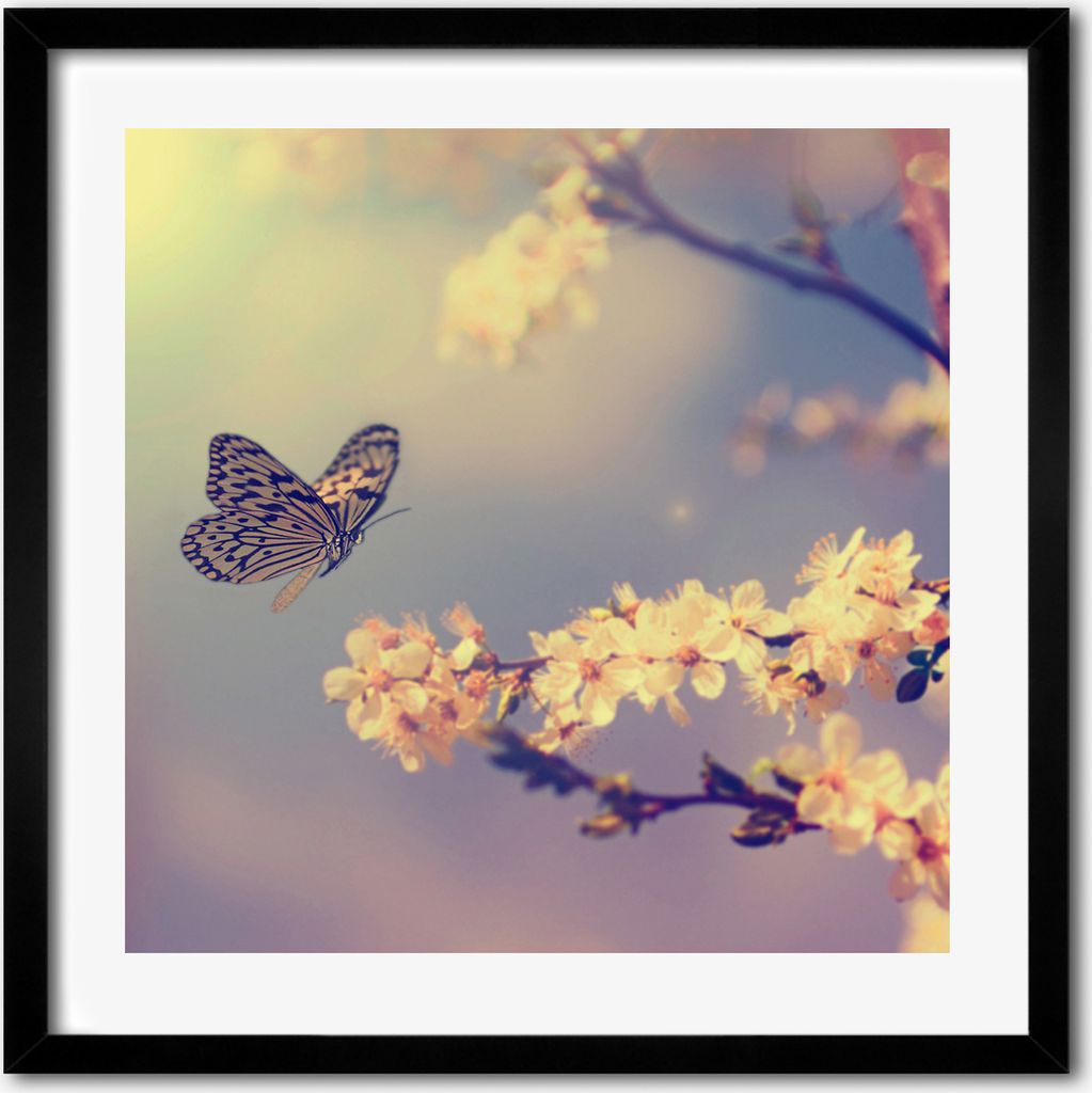 Bild - 50 cm x 50 cm - MDF - Rahmen, Wandkunst - Kirschblüte und Schmetterling