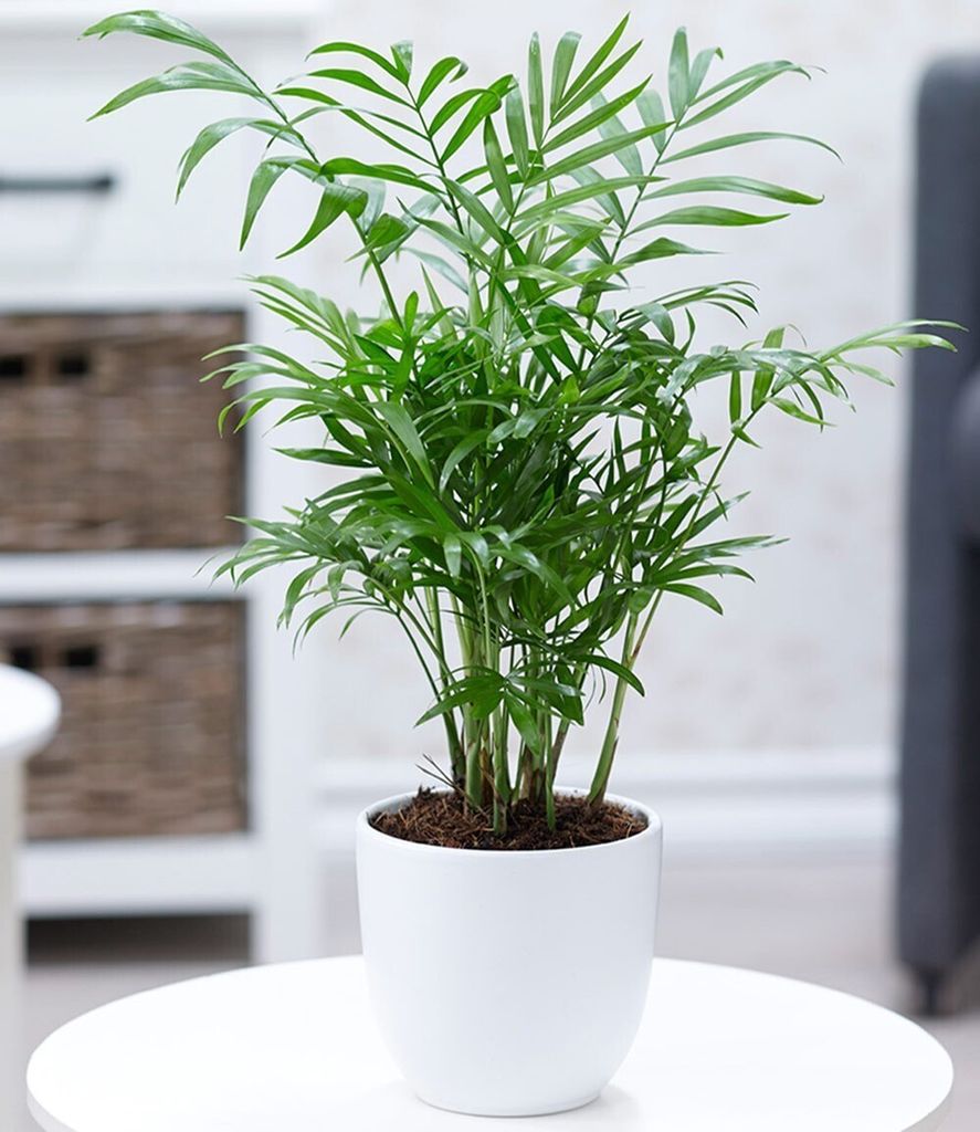 BALDUR Garten 1x Chamaedorea Palme, Pflanze im 12 cm-Topf, luftreinigende Zimmerpflanze, unterstützt das Raumklima, Bergpalme, Zimmerpalme, mehrj...