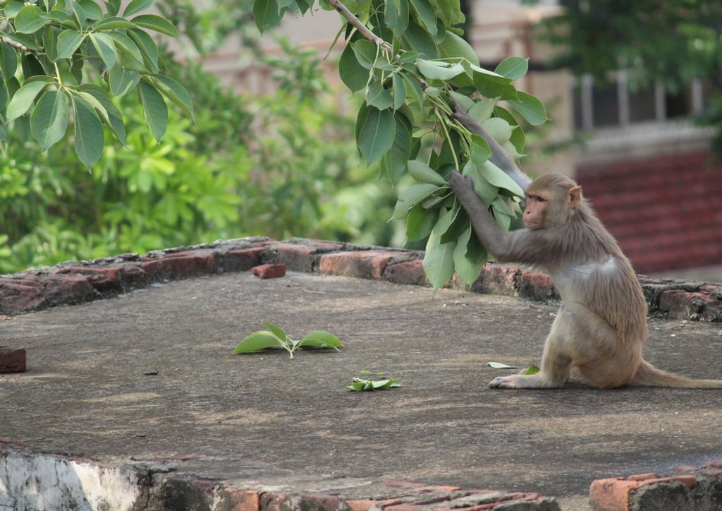 hansepuzzle 81709 - Affe Puzzle, 260 Teile, Natur, 41,0 x 28,0cm mit hochwertiger Aufbewahrung, Kartonbox und wiederverschließbarem Beutel