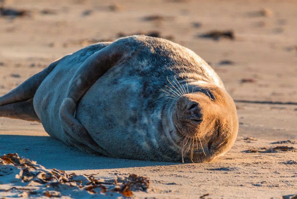 hansepuzzle 99190 - Seehund Puzzle, 2000 Teile, Tierwelt, 90,0 x 60,0cm mit hochwertiger Aufbewahrung, Kartonbox und wiederverschließbarem Beutel