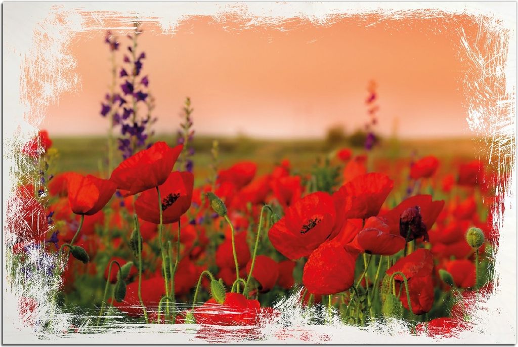 Kunstdrucke Wandbilder Holz in : Brillante Farben, Größe 60 x 90 cm Motiv Mohnblumen auf dem Feld