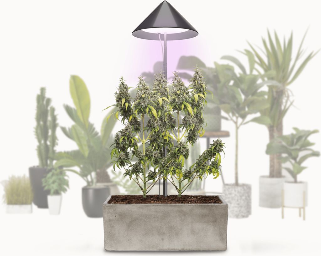 VENSO LED Pflanzenlampe Vollspektrum CANNA SUNLiTE, 30W Parus Grow Light, Ausziehbarer Teleskopstab bis 170cm, Ideal für 1-2 Cannabis Pflanzen, In...