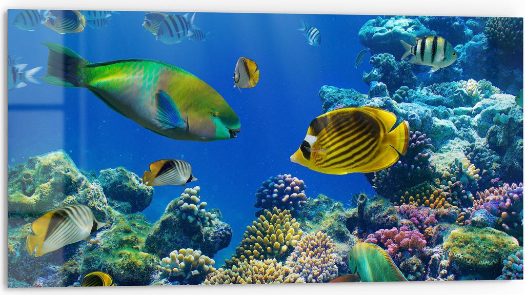 DEQORI Küchenrückwand Glas 80x40 cm 'Unterwasserwelten' Spritzschutz Bad Rückwand Küche