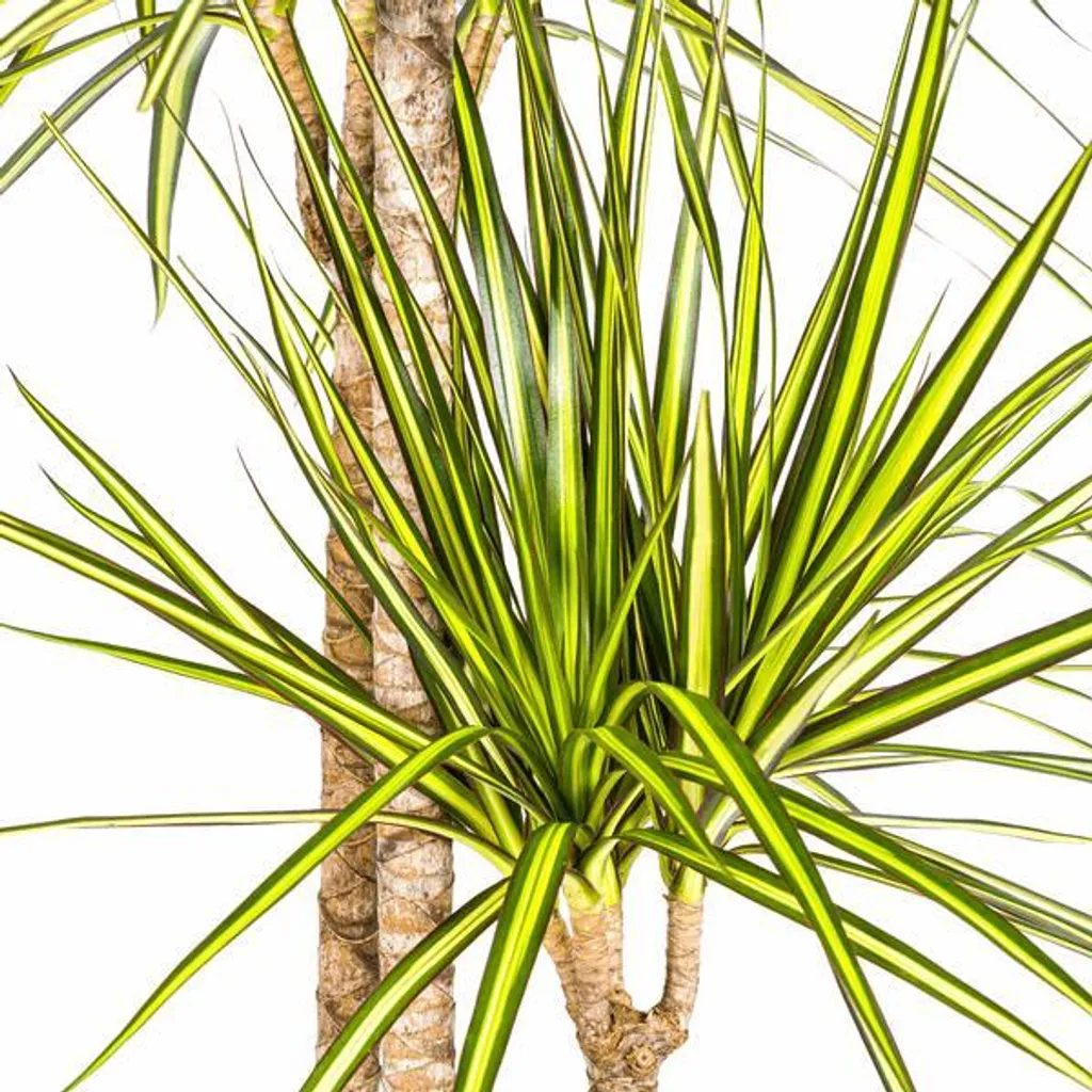 Dracaena marginata Sunray - Plante d'intérieur increvable facile Ø24cm