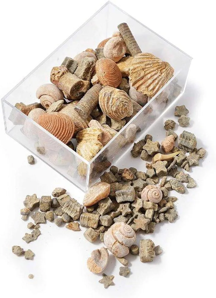 Coffret de fossiles et de roches pédagogique pour école et maison