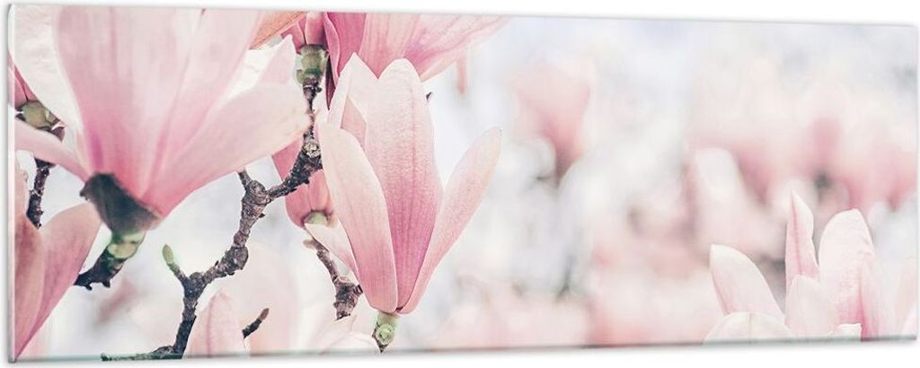 Bilder auf glas - Einteilig - Magnolie Blumen Rosa - 90x30cm - Glasbilder - Wandbilder - Bilder - zum Aufhängen bereit - Wanddekoration aus Glas -...