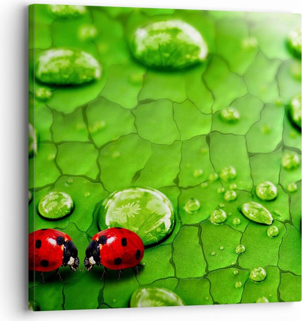 Bild auf Leinwand - Leinwandbild - Marienkäfer Gras Blatt Tropfen - 30x30cm - Wand Bild - Wanddeko - Leinwanddruck - Bilder - Kunstdruck - Wanddek...