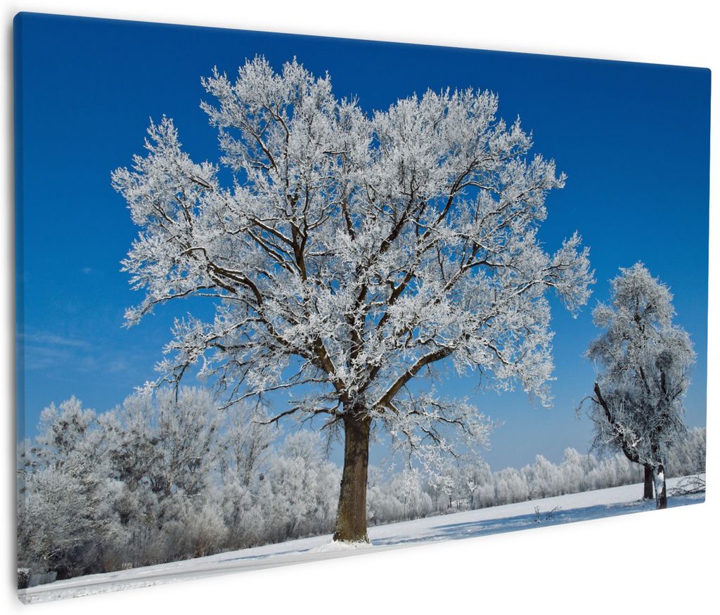 Wallario Premium Leinwandbild Schneebedeckter Baum mit Produktbild 